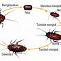 Jangkrik Metamorfosis Sempurna Atau Tidak Sempurna