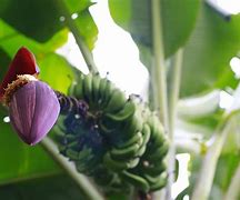 Manfaat Jantung Pisang Untuk Ibu Hamil